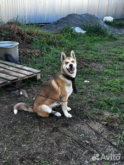 Хаски