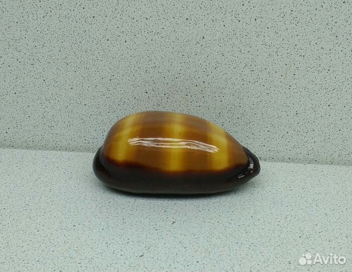 Ципрея Тальпа 7 морская ракушка раковина