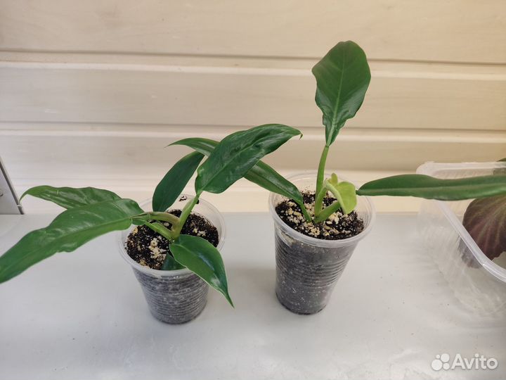 Пепперомия, альбука, дримия и другие