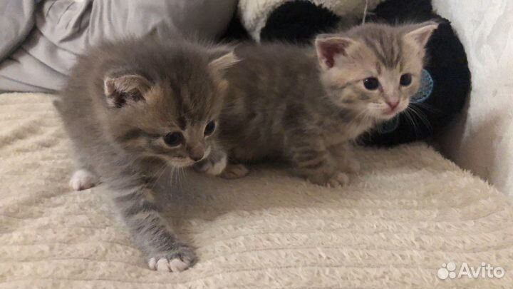 Шотландские котята