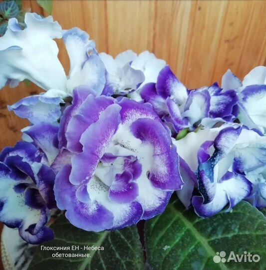 Глоксинии сортовые
