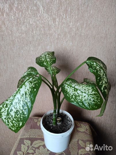 Комнатные цветы