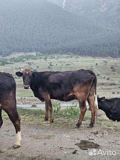 Коровы дойные