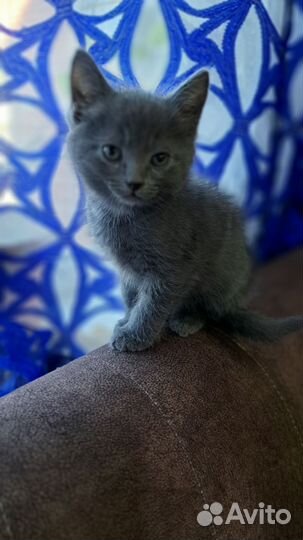 Котята