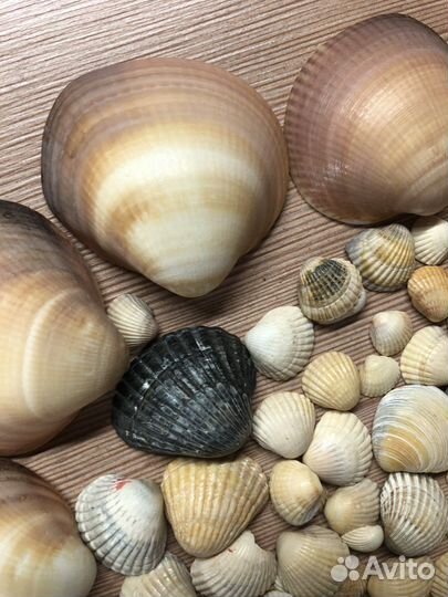 Ракушки, размер от 0,5 до 5 см