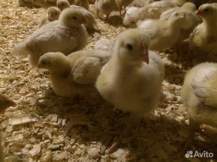 Цыплята бройлеры суточные, подрощенные,другая птиц