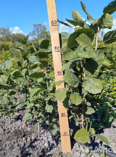 Саженцы боярышника