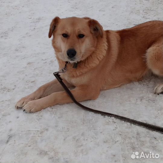 Грета ищет дом