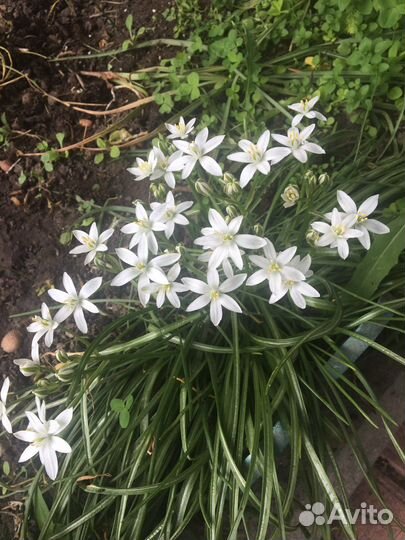 Садовые цветы