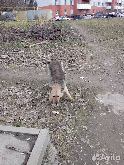 Собака в добрые руки