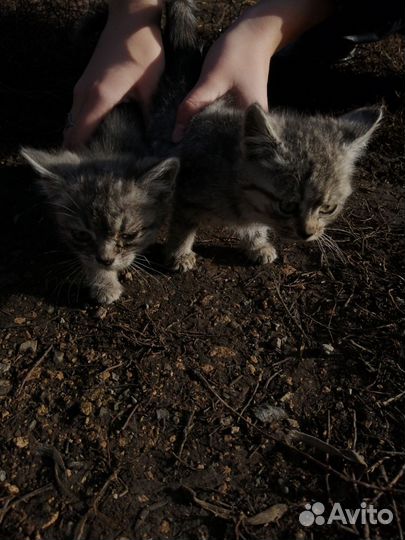 Котята девочки