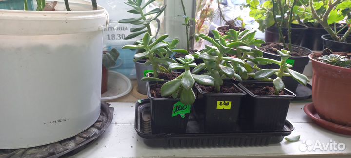 Продам цветы комнатные