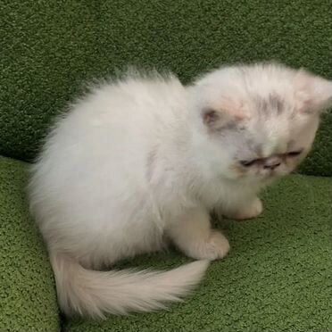 Экзотический короткошёрстный котёнок