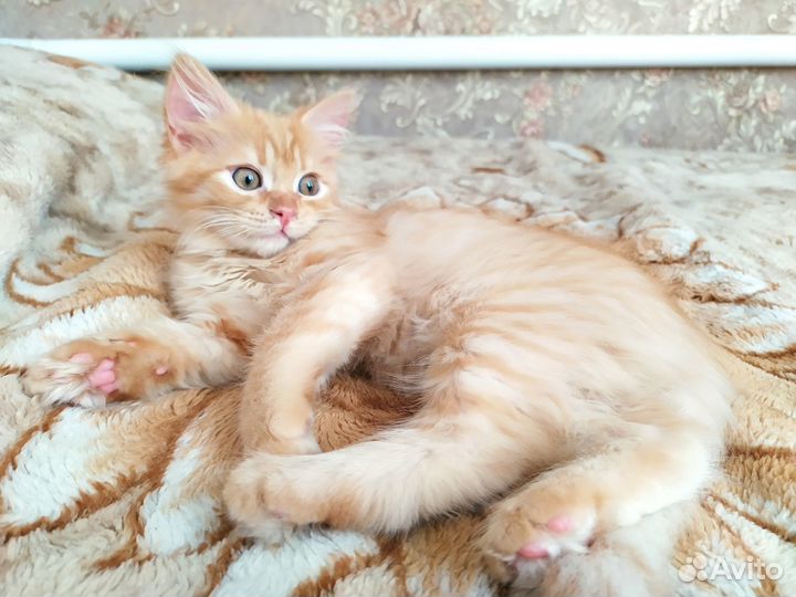 Отдам кошечку