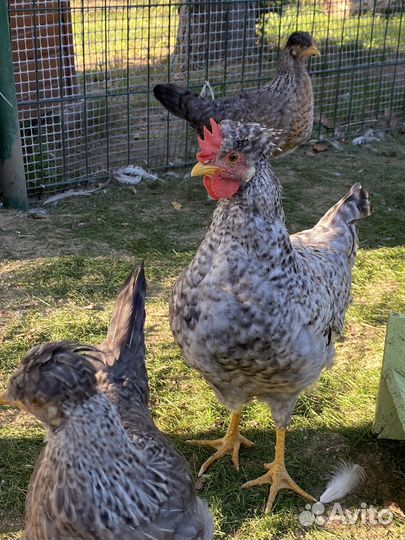 Петухи сильверудд, кремовый легбар