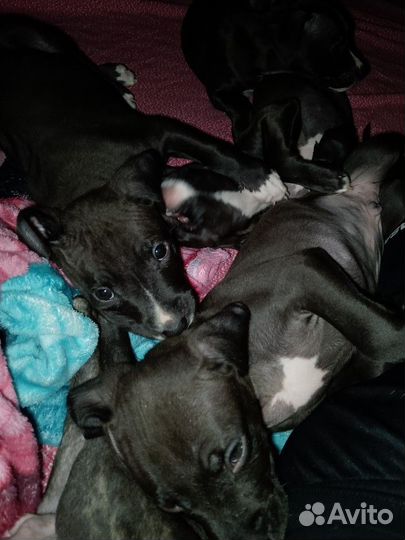 Щенки питбультерьера