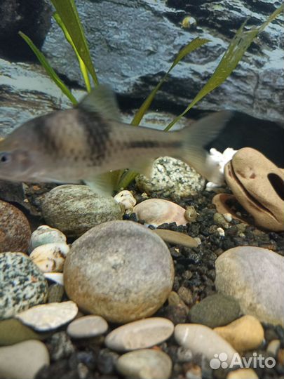 Барбус тигровой