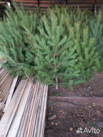 Сосна новогодняя оптом