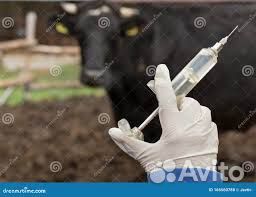 Ветеринарный врач на дом для крс