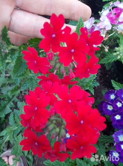 Вегетативные черенки