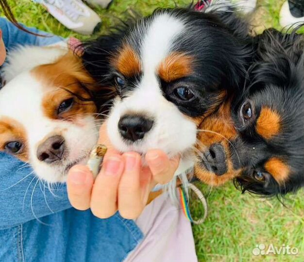 Щенки Cavalier King