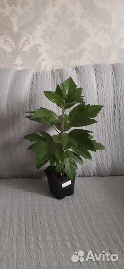 Гибискус махровый желтый