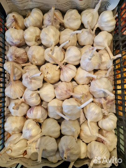 Семена чеснока