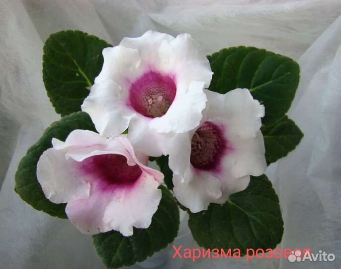 Глоксиния махровая цветущая