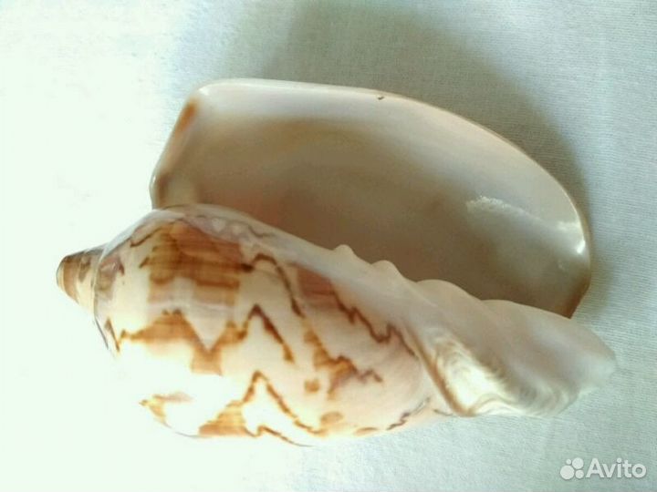 Ракушка морская