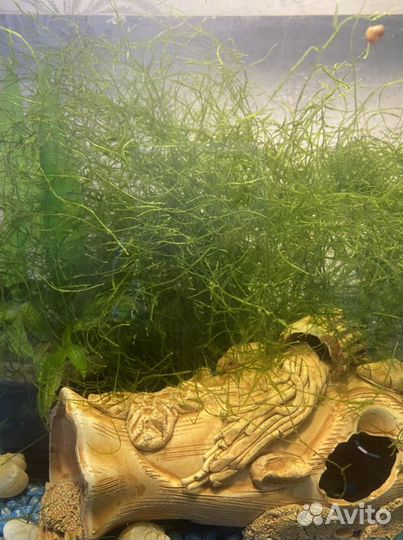 Обмен на рыб