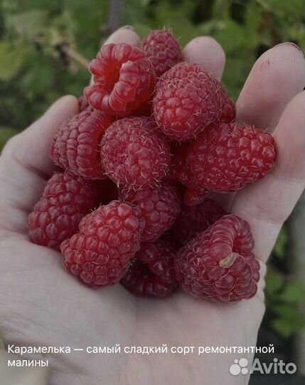 Малина Карамелька