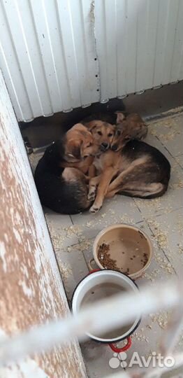 По уходу за животными