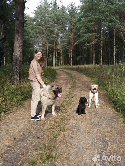 Кинолог зоопсихолог, зоотакси