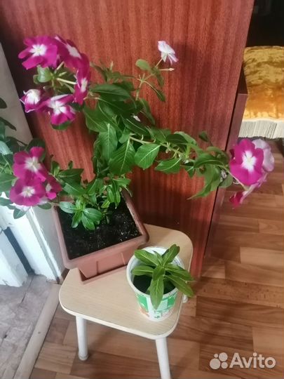 Комнатный цветок каланхое