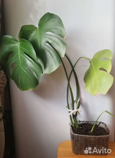 Фикус Бенжамина, Монстера,сциндапсус,филодендрон
