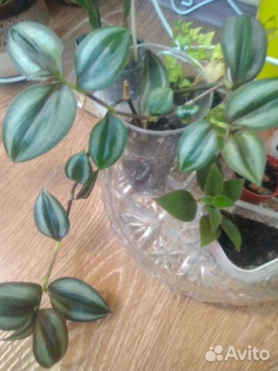 Много комнатных цветов