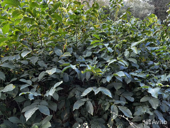 Саженцы грецкого ореха