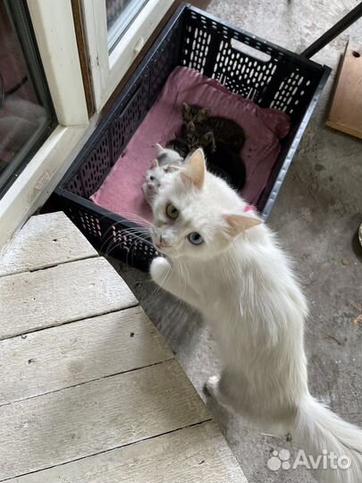 Котята в добрые руки