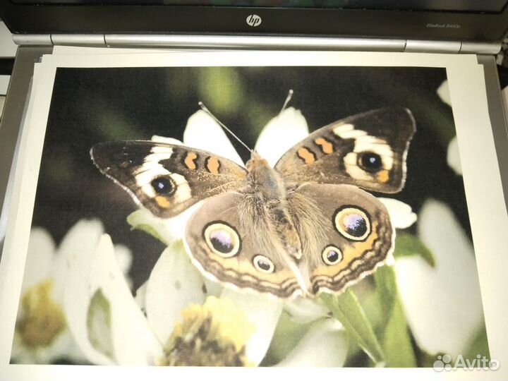Принтер HP deskjet 1510 с снпч