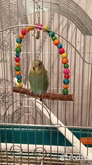 Волнистый попугай