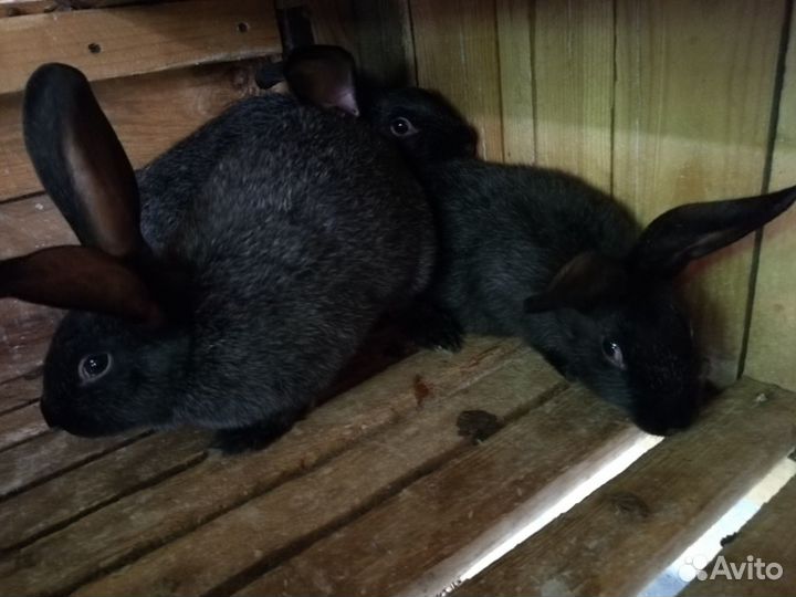 Советское(полтавское) серебро