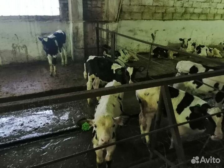 Породистые бычки телята