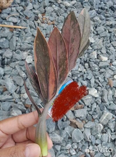 Замиокулькас вариегатный блек Оранж