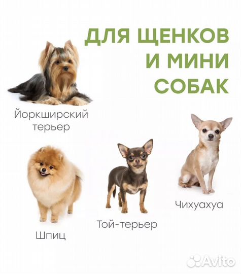 Лоток под пеленку - туалет для собак