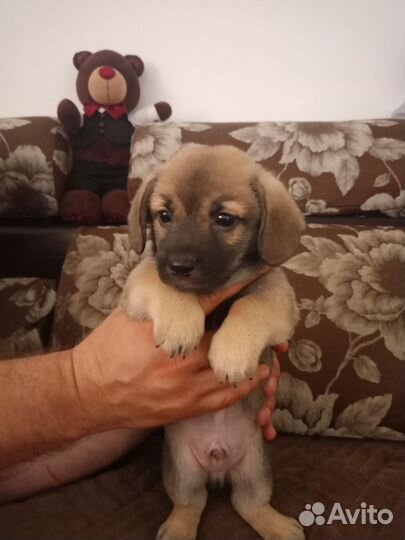 Собака в добрые руки отдам бесплатно