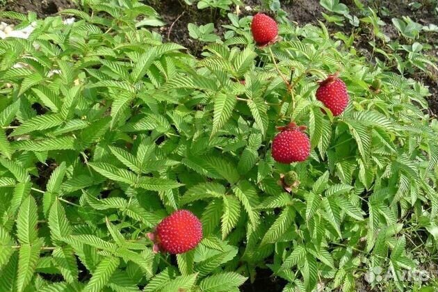 Малина тибетская