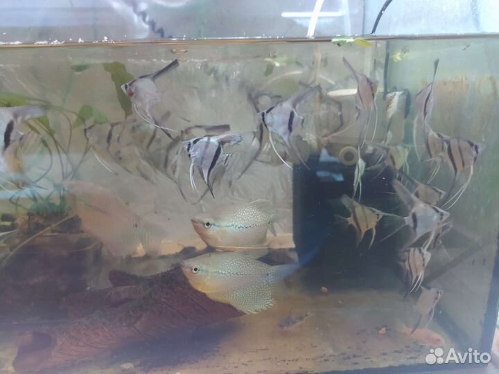 Аквариумные рыбки