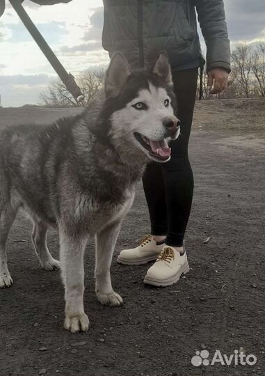 Сибирский хаски вязка