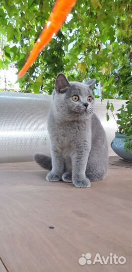 Британская