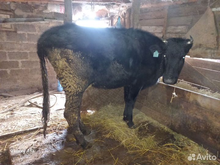 Корова и бычок